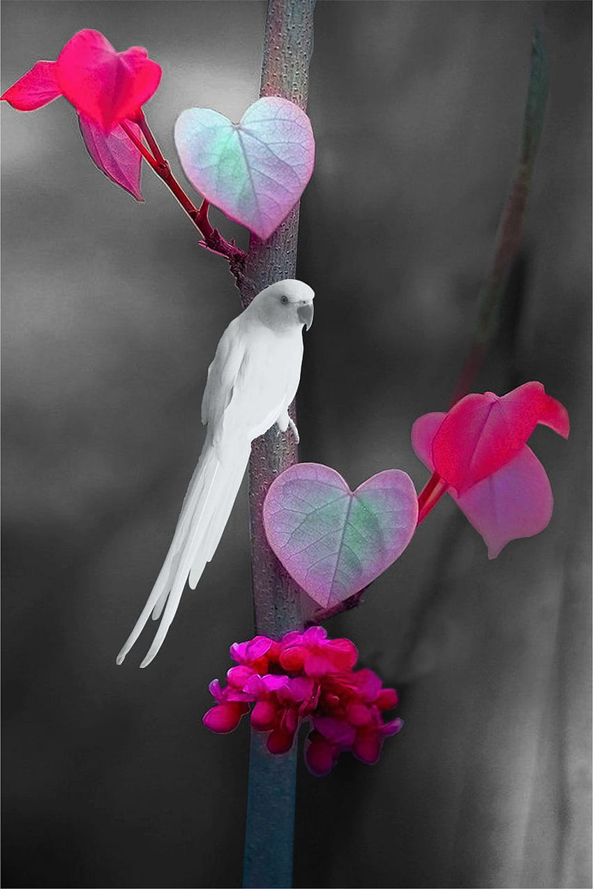 Corrie à la p. Belle nature, Éclaboussure de couleur, Belles fleurs, Oiseaux d'amour roses Fond d'écran de téléphone HD