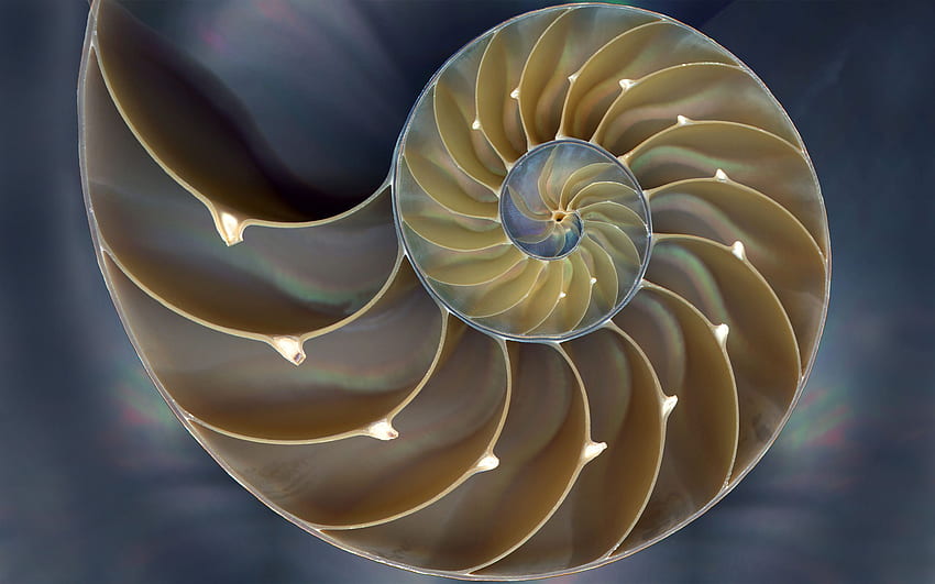 espirales Fractales en la naturaleza, Fractales, Concha de Nautilus, Espiral de Fibonacci fondo de pantalla