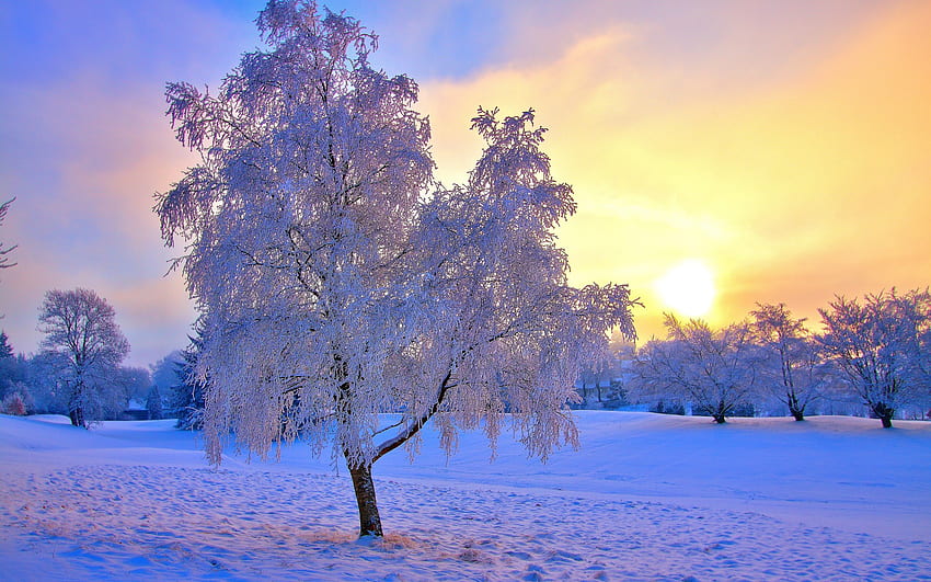 Tramonto invernale, inverno, neve, natura, tramonto, albero Sfondo HD