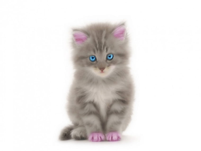 PiNk PaWs , sweet, kitty, cute, cat, Paws, PINK HD wallpaper