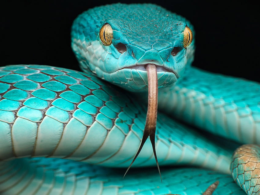 Japanese Blue Poison Snake (5120 x 3840) : HD wallpaper