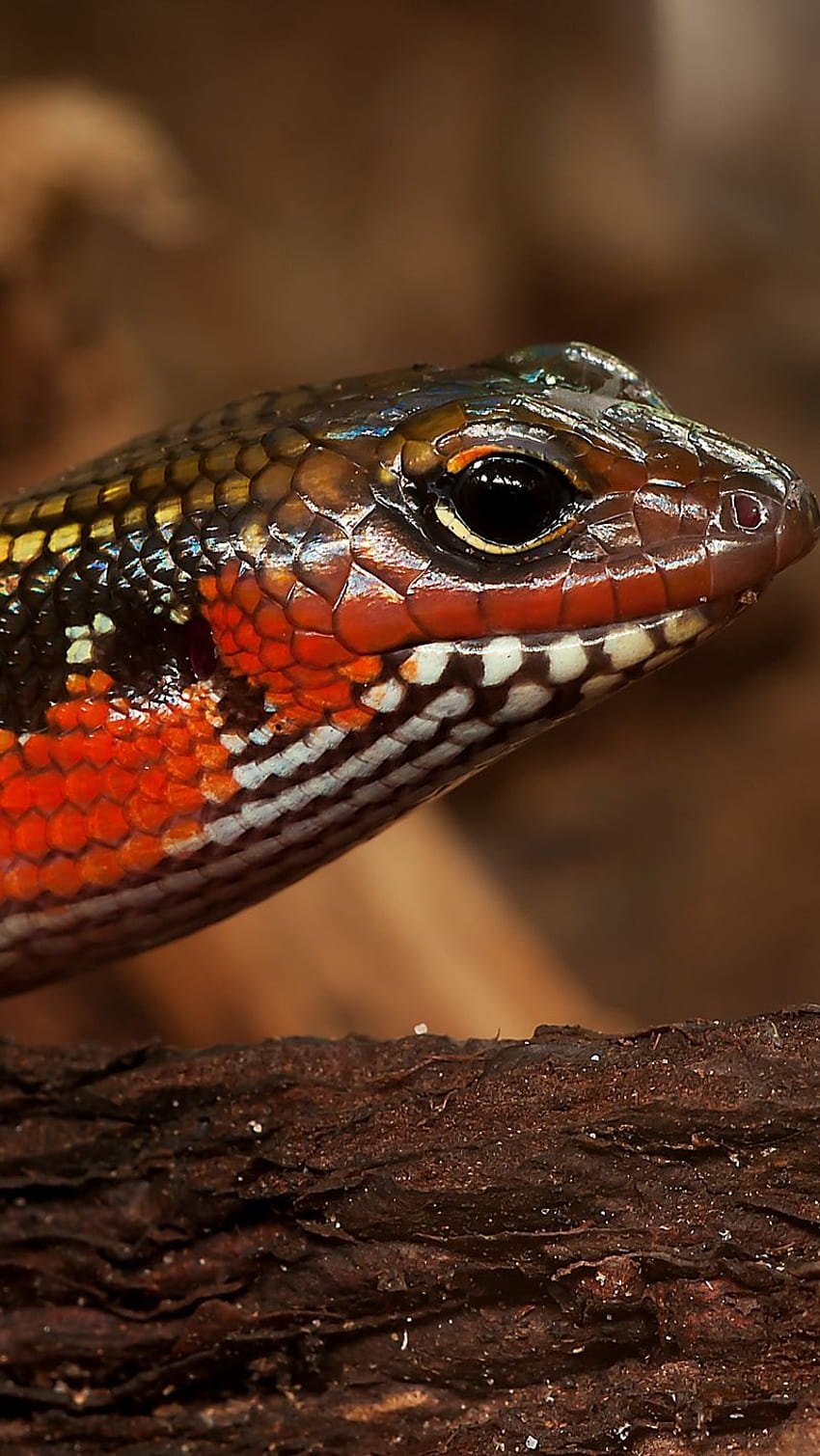 Skink 21, 5120x1600 HD wallpaper | Pxfuel