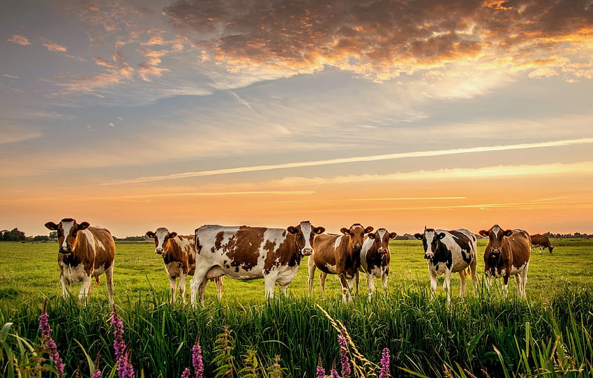 Cows, Livestock HD wallpaper