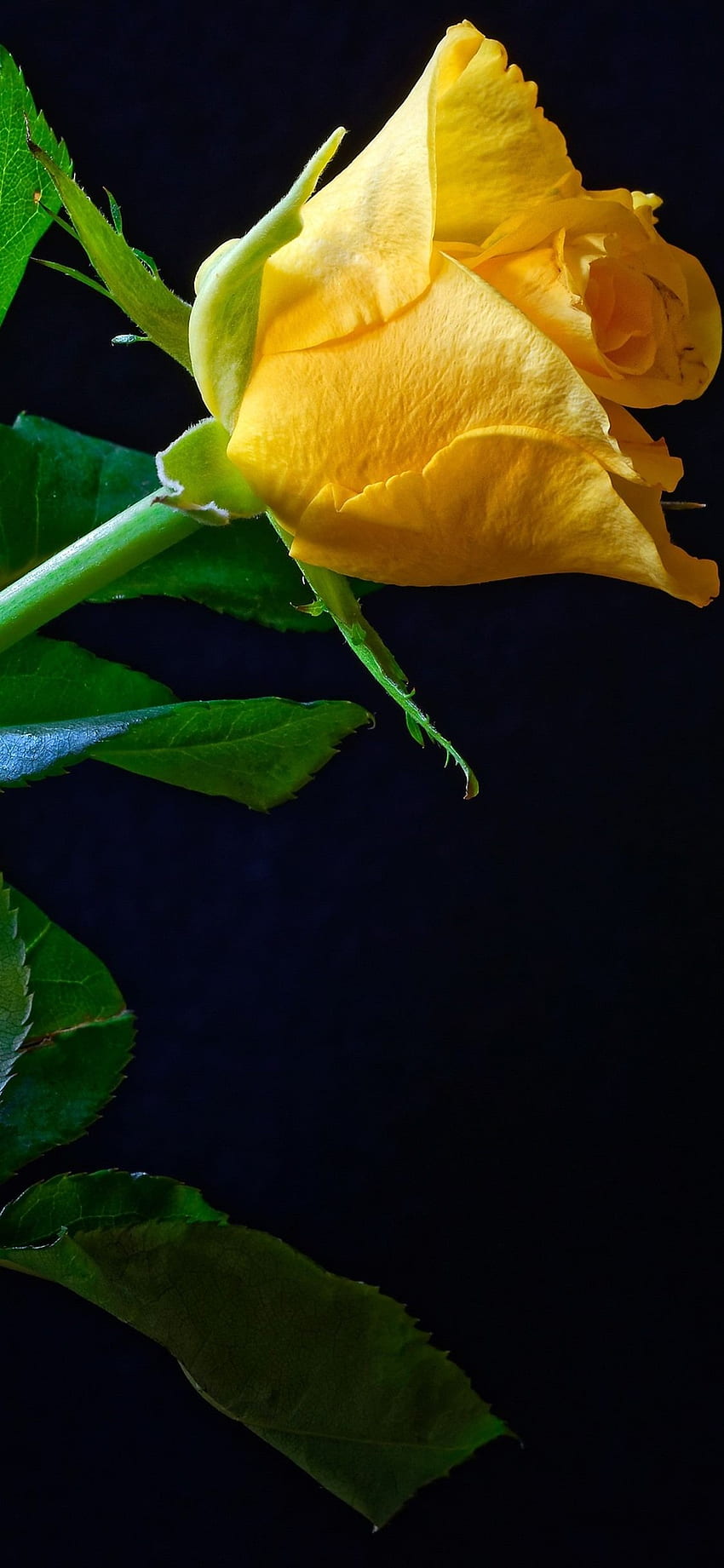 iPhone One Yellow Rose, Green Foliage, Black - Yellow Rose With Black Background, Black and Yellow Roses HD phone wallpaper
