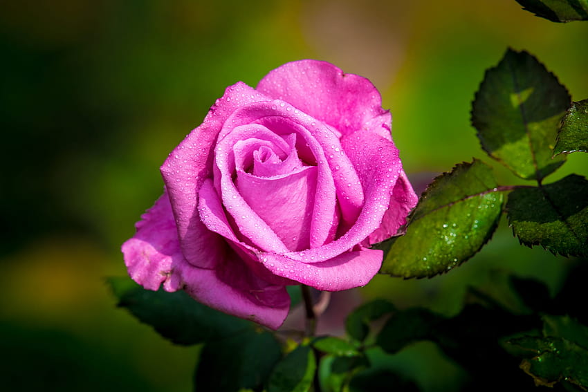 กุหลาบสีชมพู ดอกตูม ดอกไม้ สีชมพู ดอกกุหลาบ วอลล์เปเปอร์ HD
