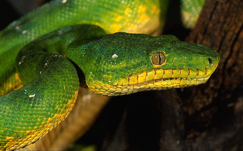 동물, 눈, 색깔, 뱀 HD 월페이퍼