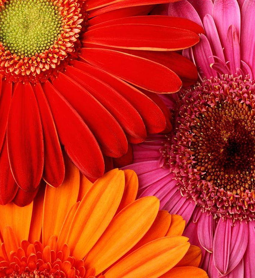 Gerbera Daisies, Rainbow Daisy HD phone wallpaper