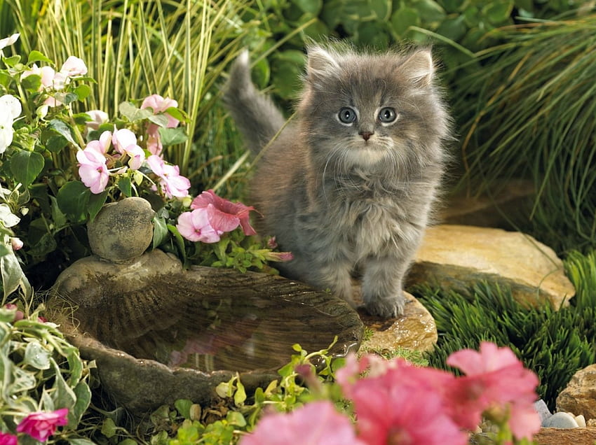 Gattino birichino, gattino, piante, gatto, erba, birichino, vaschetta per uccelli, pietre, fiori, primavera Sfondo HD