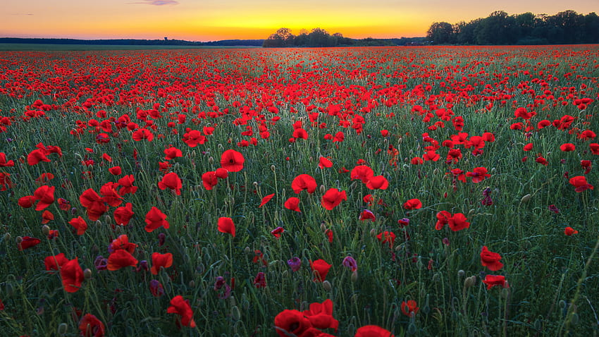 Beautiful Red Common Poppy Flowers Field Trees During Sunset Nature HD wallpaper