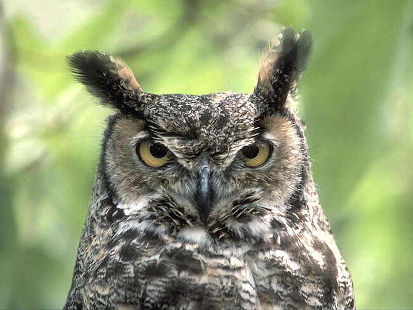 Owl , birds, animals HD wallpaper