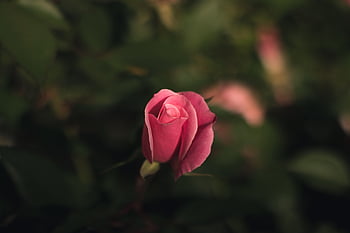 Flowers, Rose Flower, Rose, Bud, Blur, Smooth HD wallpaper | Pxfuel