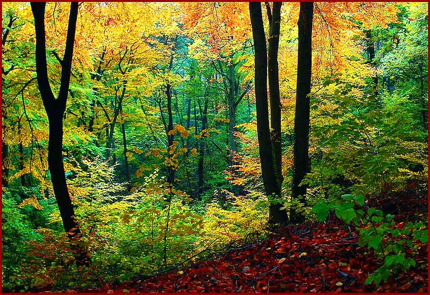 Autumn woodlands, sunlight, yellow red, green, trees, autumn, orange, forest HD wallpaper