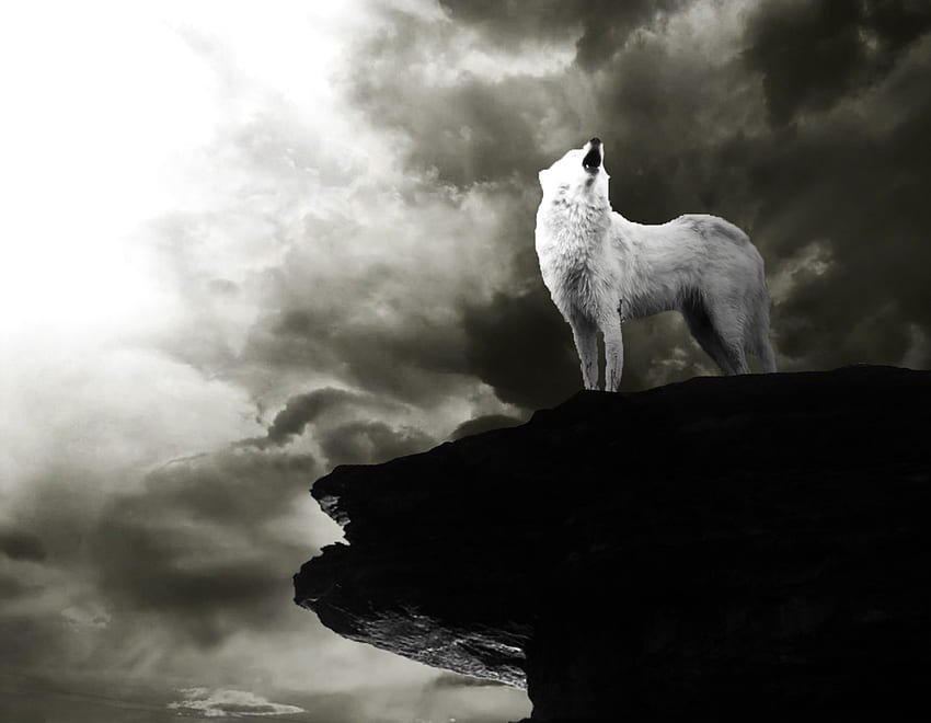 moonless howl, winter, dog, canis lupus, lone wolf, wolf, howling, snow, the pack, mythical, white, timber, wolves, grey, lobo, wisdom beautiful, grey wolf, nature, canine, friendship, arctic, solitude, black, quotes, wolf pack, , wild animal black, wolfrunning, abstract, pack, majestic, howl, spirit, wolf HD wallpaper