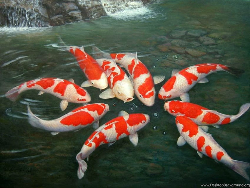 Japanischer Koi-Fisch-Teich-Hintergrund HD-Hintergrundbild