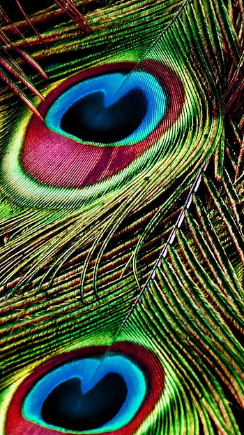 Page 3 | peacock for background HD wallpapers | Pxfuel