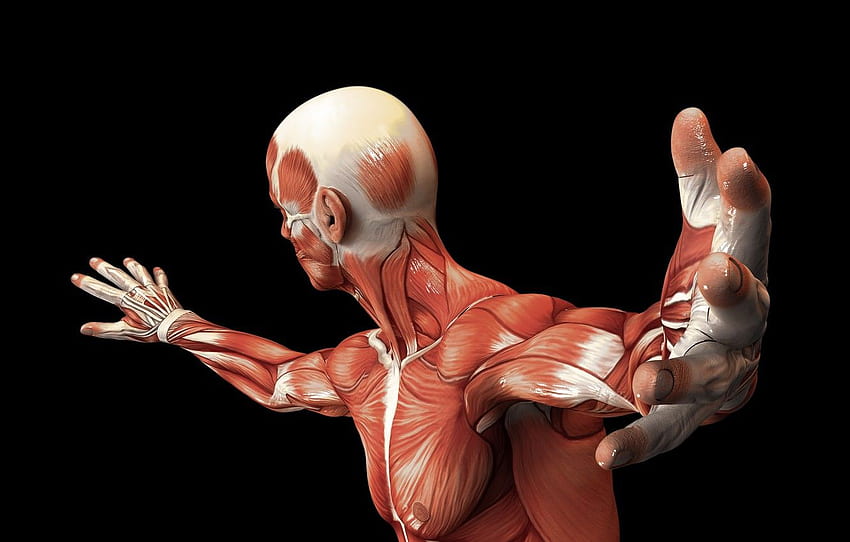 мускули, тяло, човек, мускулни влакна, анатомия Мускул HD тапет