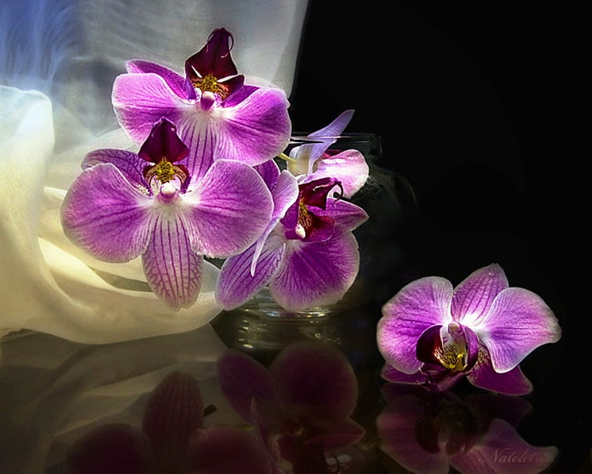 Orchidea, viola, delicato, bianco, vaso, natura, fiori Sfondo HD