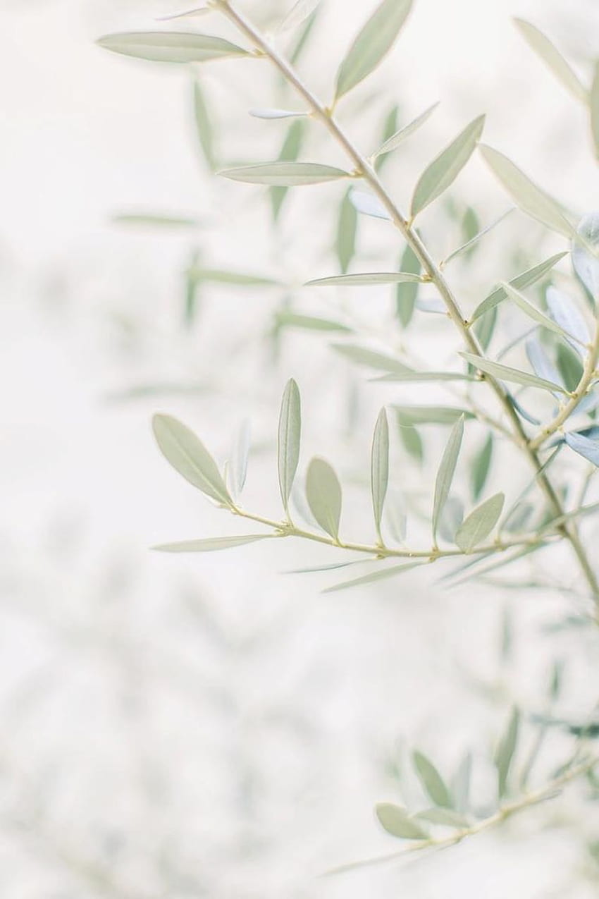 маслиново дърво стенно изкуство италия арт печат HD тапет за телефон