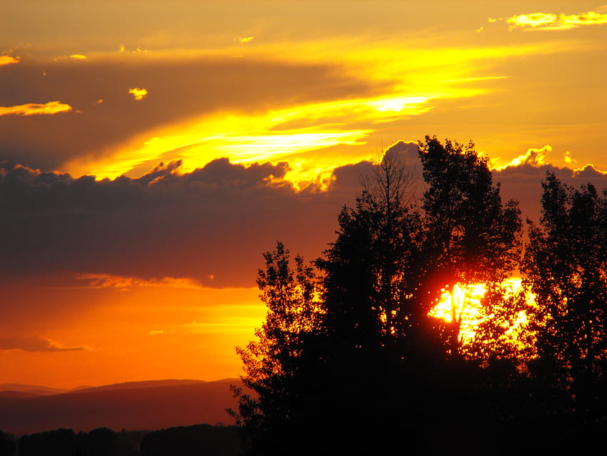 Tramonto estivo nel Montana, cielo arancione e giallo, tramonto tra gli alberi, tramonto Sfondo HD