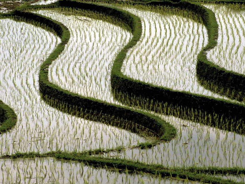 Rice Fields, Bali, Indonesien - hochwertiger Sport HD-Hintergrundbild