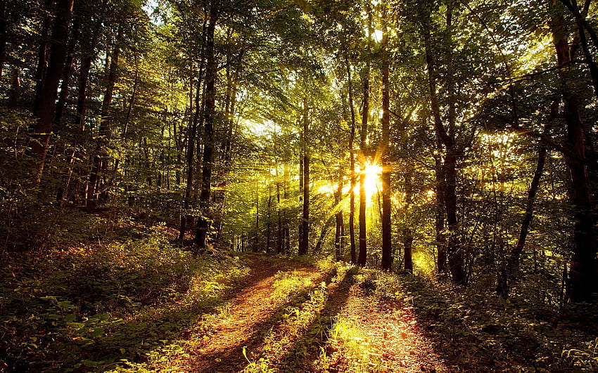 Nature, Trees, Sun, Shine, Light, Beams, Rays, Forest, Morning, Shadows HD wallpaper