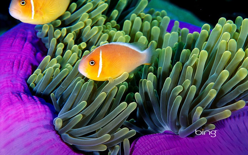 Pesce anemone, Bing, Anemone, , Pesce Sfondo HD