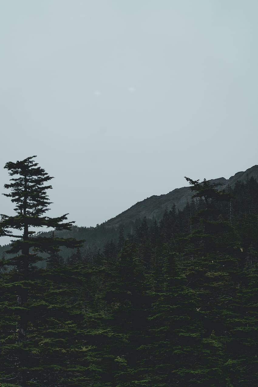 Nature, Trees, Mountains, Coniferous, Dark, Forest HD phone wallpaper