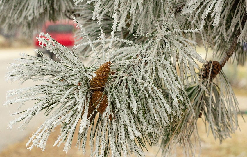 cold, winter, frost, tree, new year, Christmas, Snow, christmas, Pine, red car, pine branch, pine cone, pine needles, pine cones for , section природа HD wallpaper