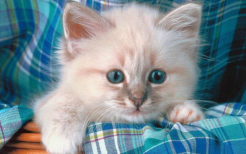 Kitten, blue, blue eyes, cute, cloth, pet HD wallpaper