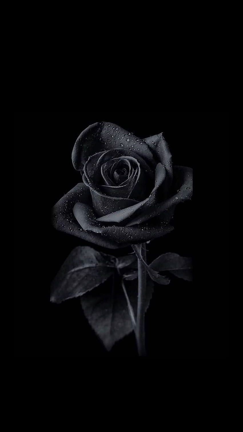 Black iPhone - 25 Top Black iPhone , Black and White Roses iPhone HD phone wallpaper
