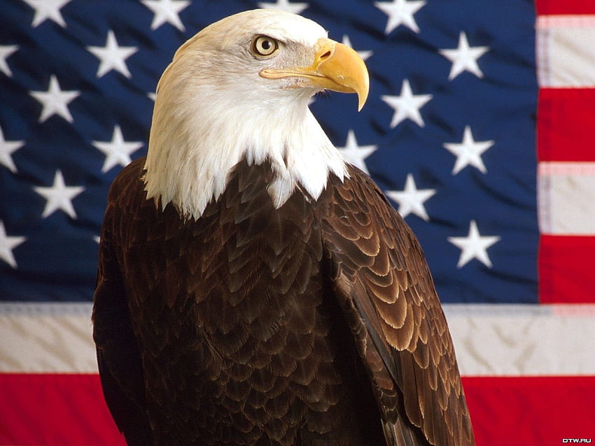 Patriotic Bald Eagle, Bald Eagle Flag HD wallpaper