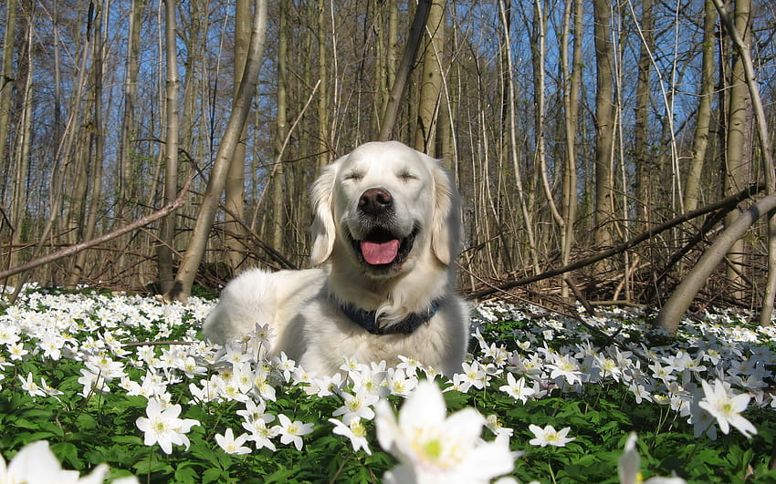 Anjing musim semi, hewan, anjing, bunga, imut, alam, musim semi Wallpaper HD