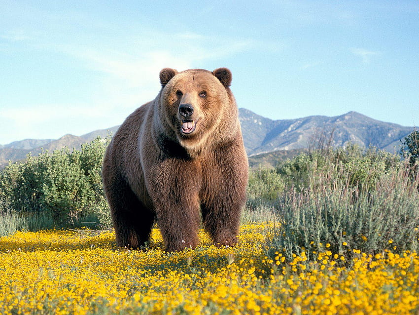 top bears bear 3 huge brown bear jpg 162 - Bear HD wallpaper