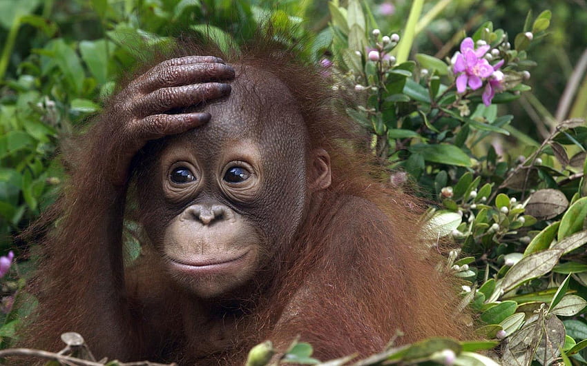 พระเจ้าช่วย!!!. ลิงตลก ลิงน่ารัก ลูกลิงอุรังอุตัง วอลล์เปเปอร์ HD