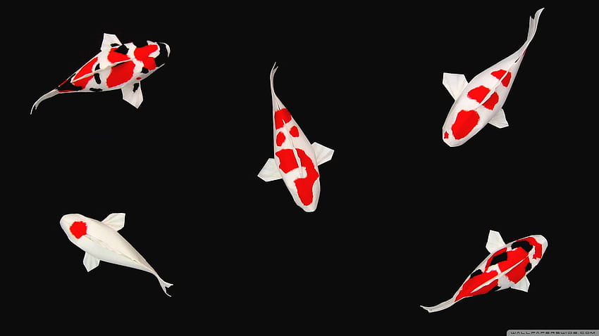 Semua Tentang Kehidupan Ikan Koi: Ikan Koi Minimalis Wallpaper HD