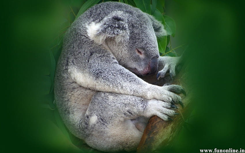 Koala Cute and Pretty Koalas, Cute Baby Koala HD wallpaper | Pxfuel
