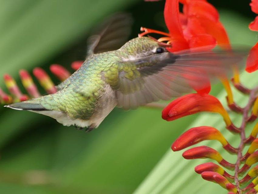 Flying in to Get the Necture, hummingbird, stem, bird, flower HD wallpaper