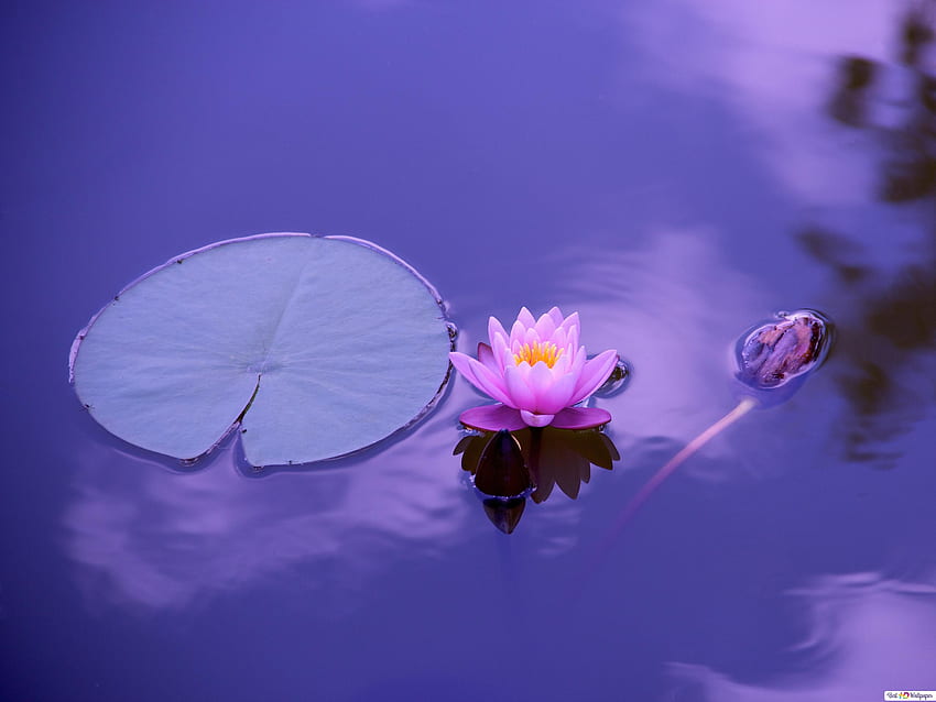 Entspannender Blick auf die rosa Lotusblume in ruhigem Wasser - Blumen, friedliche Blumen HD-Hintergrundbild