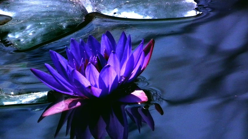 Lotus, Purple Lotus HD wallpaper