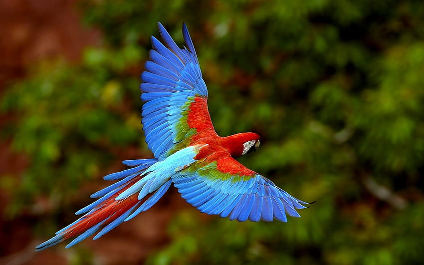 em voo, arara, pássaro, floresta tropical, papagaio papel de parede HD