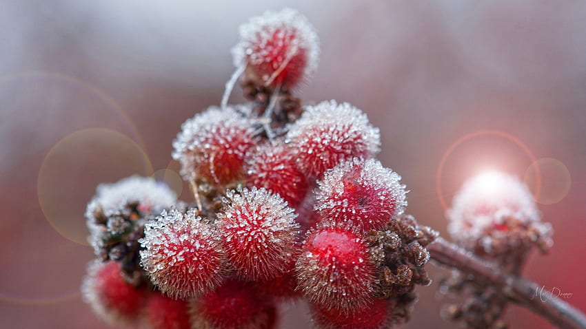 Iced Berries, zima, rozbłysk, mrożone, jagody, motyw Firefoksa, lekki, śnieg, matowy, lód, ze Tapeta HD