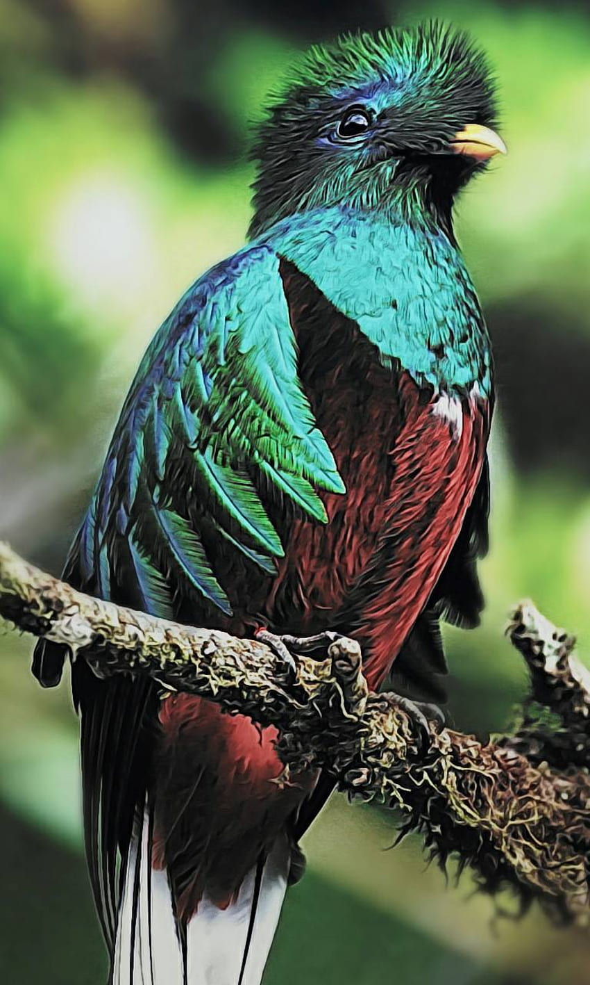 Quetzal Bird HD phone wallpaper