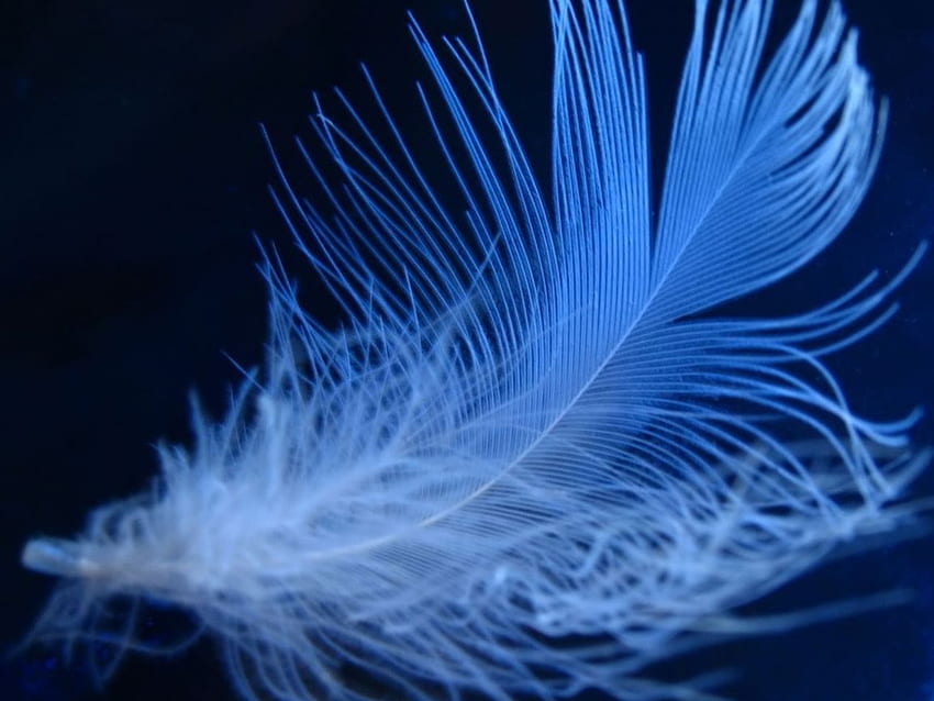 Neon Feather , Rainbow Feather HD wallpaper