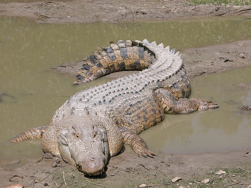 Salt Water Crocodile, animal, dinosaur, crocodile, mud HD wallpaper
