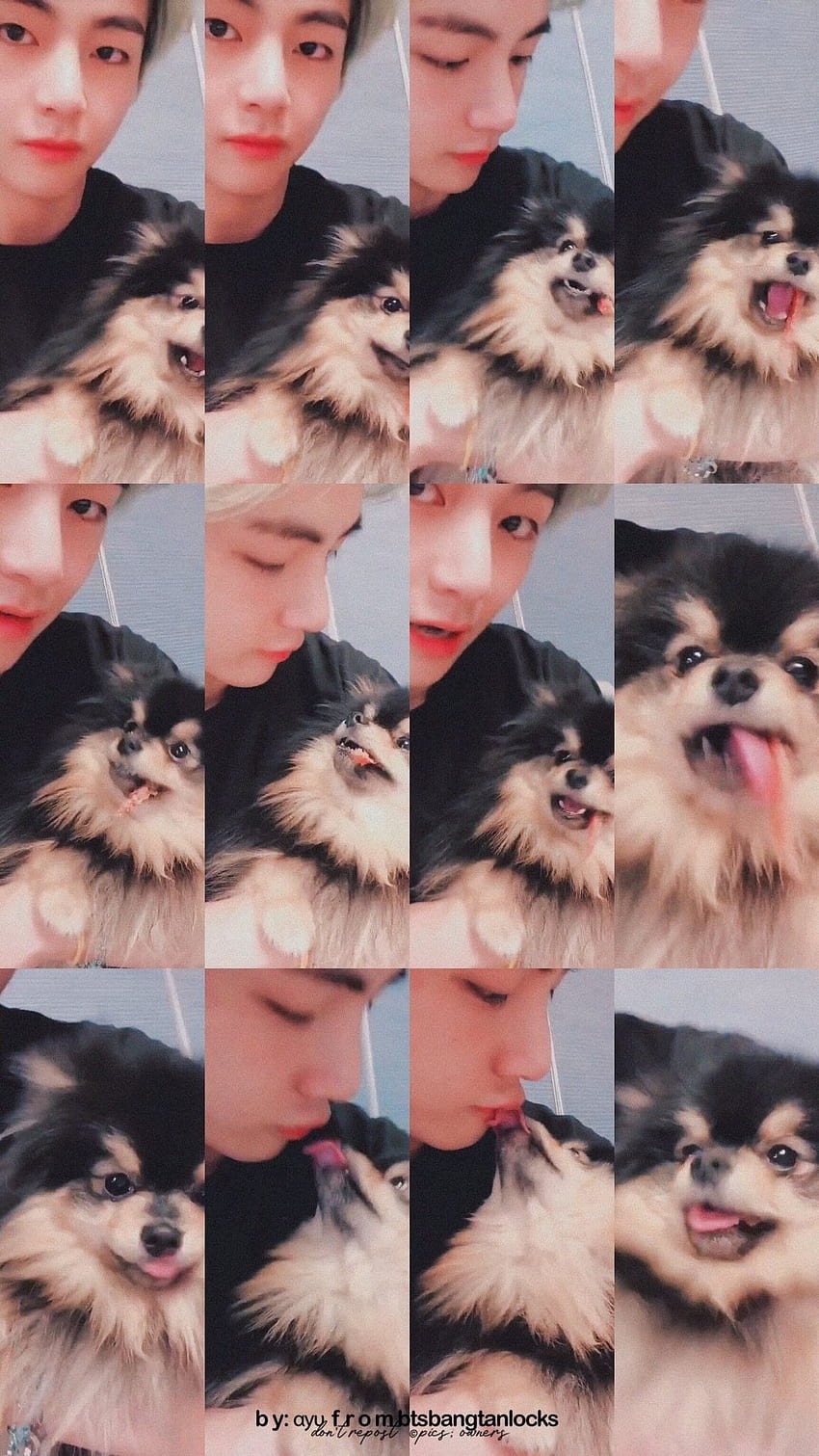 Vs dog, bts, and yeontan HD phone wallpaper | Pxfuel