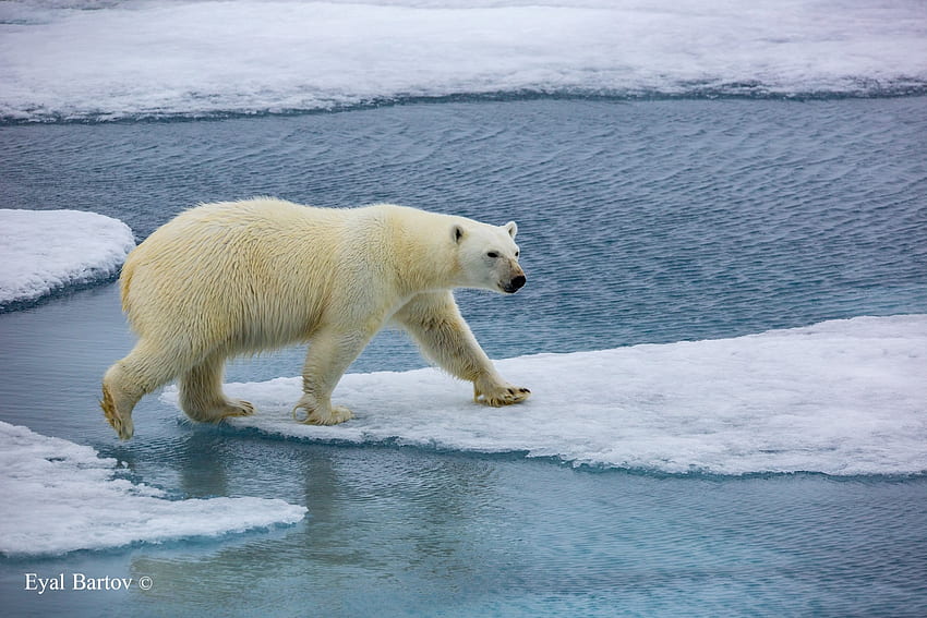 Orso polare, animale, polare, orso, ghiaccio Sfondo HD