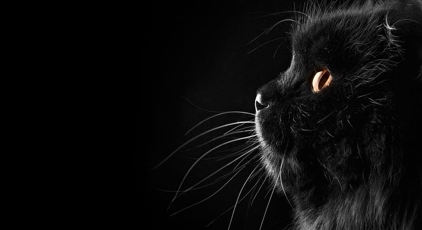 black background cat mustache HD wallpaper