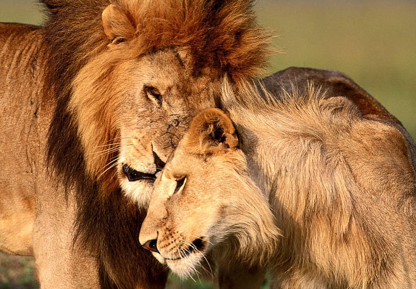 Любов към животните. Любовна двойка мъжки и женски лъвове. Жена лъв, лъвска любов, лъв HD тапет