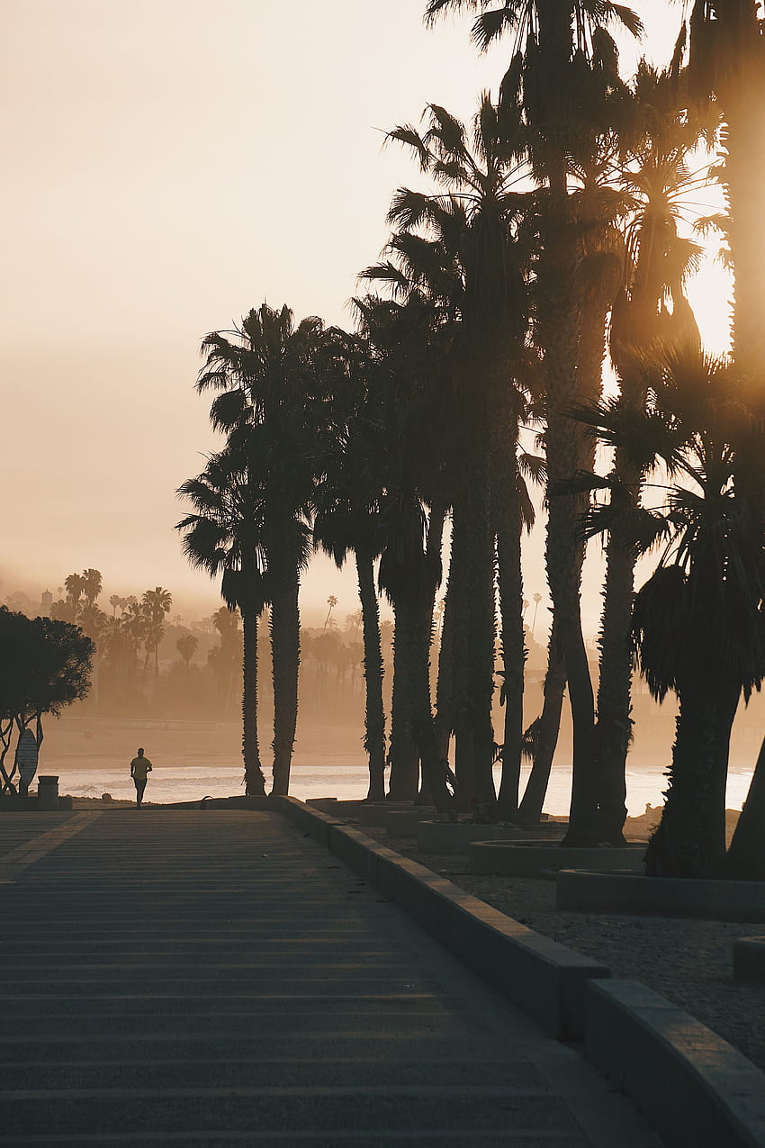 naturaleza, puesta del sol, palmeras, silueta, jogging, jog fondo de pantalla del teléfono