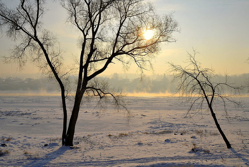 Nature, Trees, Snow, Shine, Light, Lithuania, Haze, Polyana, Glade, Kaunas HD wallpaper